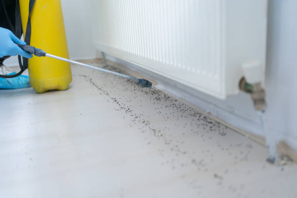 Best Bed Bug Extermination  in Littlerock, CA